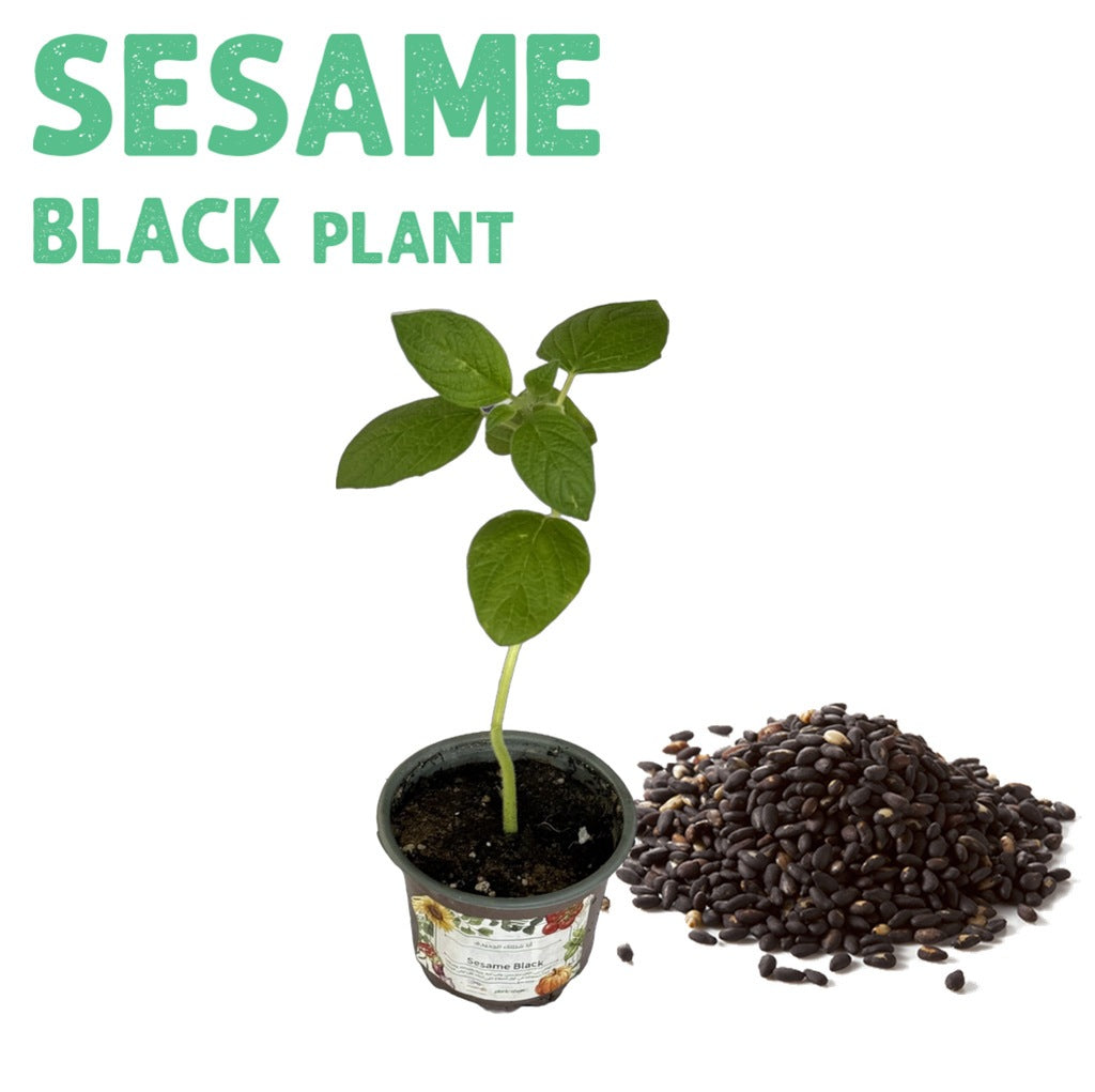 Sesame Black Plant
