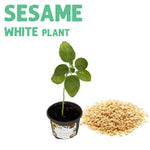 Sesame White Plant