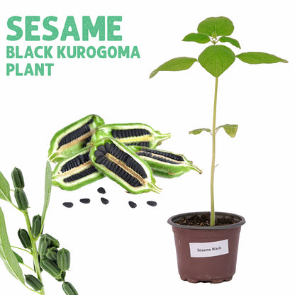 Sesame Black Plant