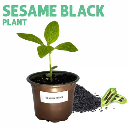 Sesame Black Plant
