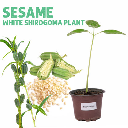 Sesame White Plant
