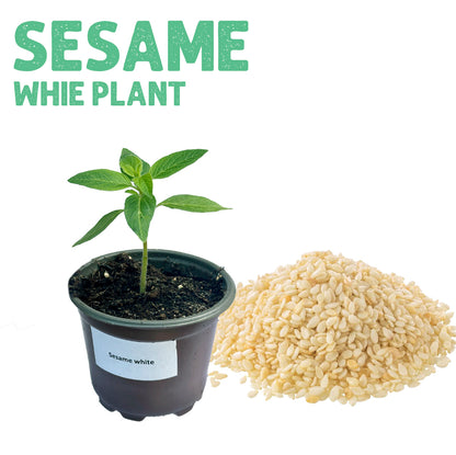 Sesame White Plant