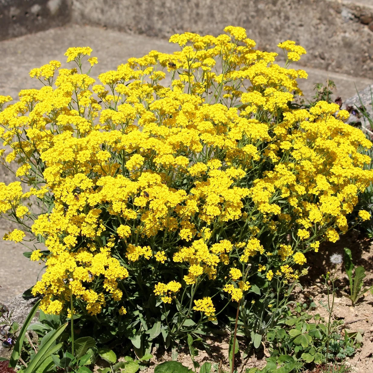 Alyssum Golden Basket