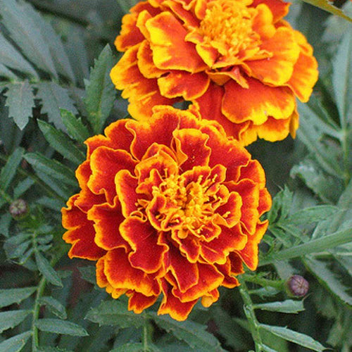 Marigold Sparky Mixture
