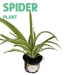 Spider Plant