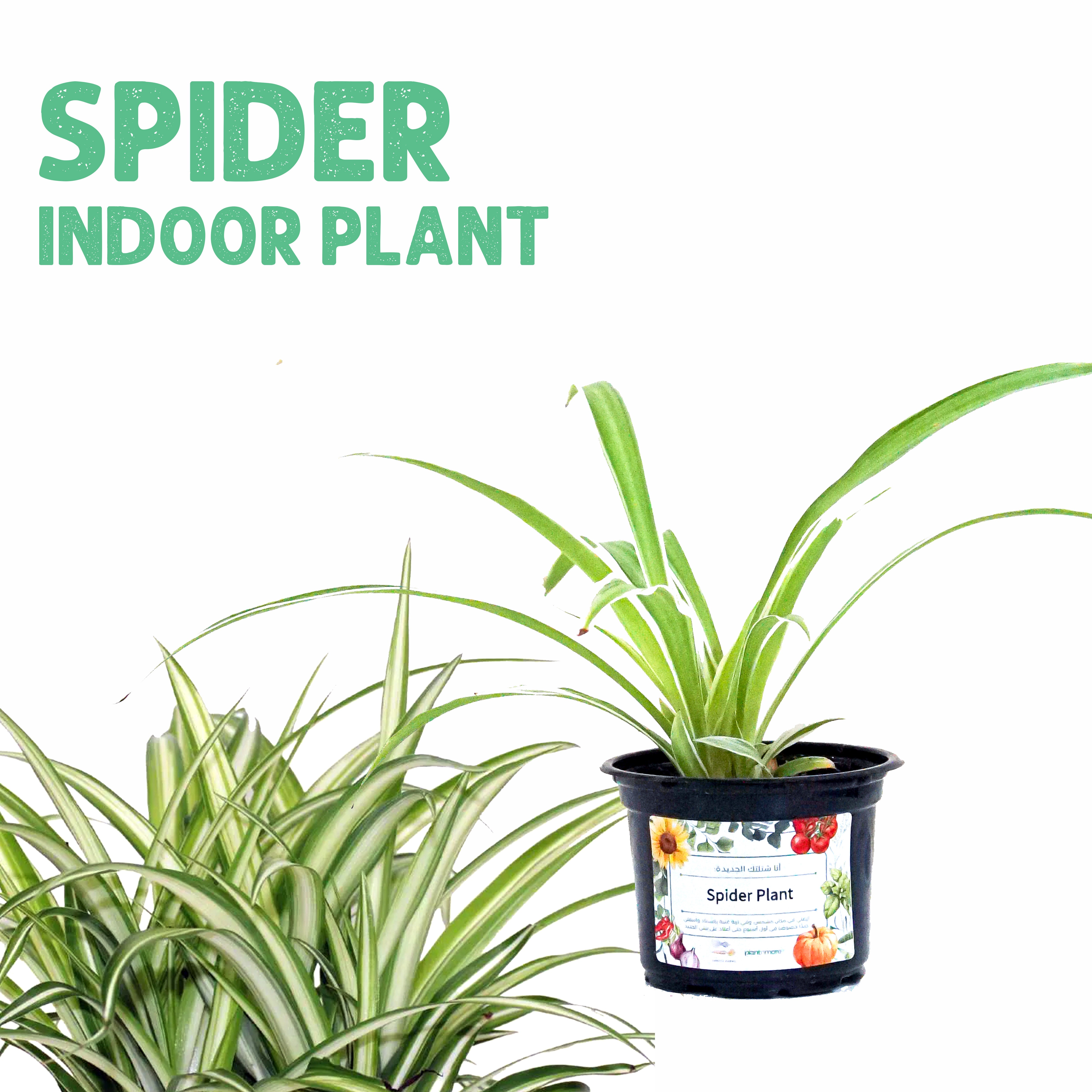 نبتة العنكبوت (داخلية)