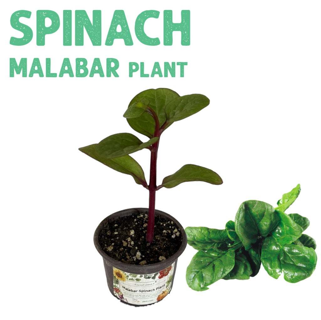 Malabar Spinach Plant