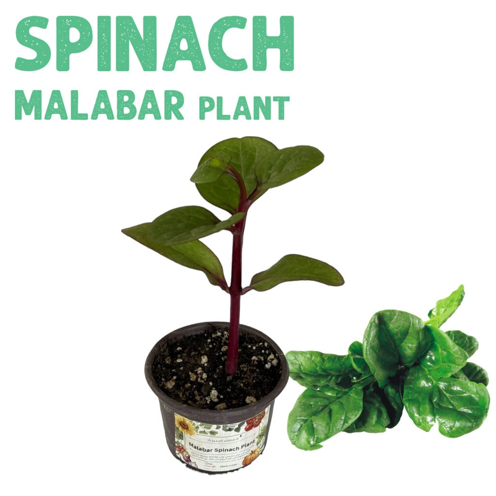 Malabar Spinach Plant