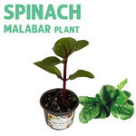 Malabar Spinach Plant