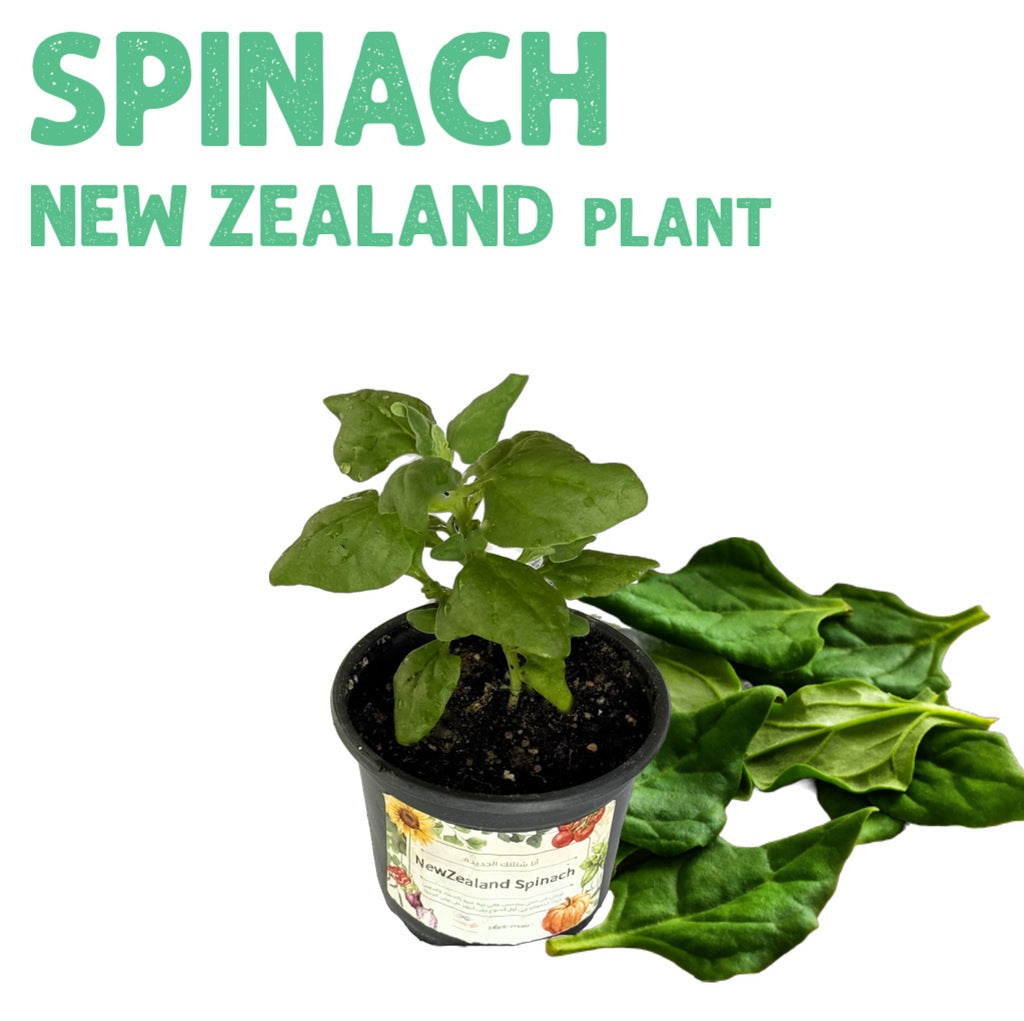 Newzealand Spinach Plant Small