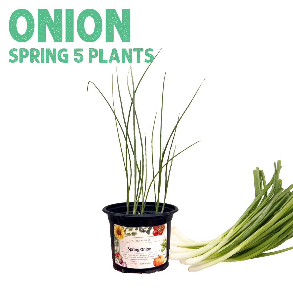 Spring Onion Plants, pot of 5
