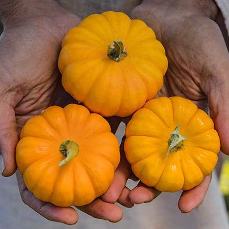 Pumpkin Jack Be Little