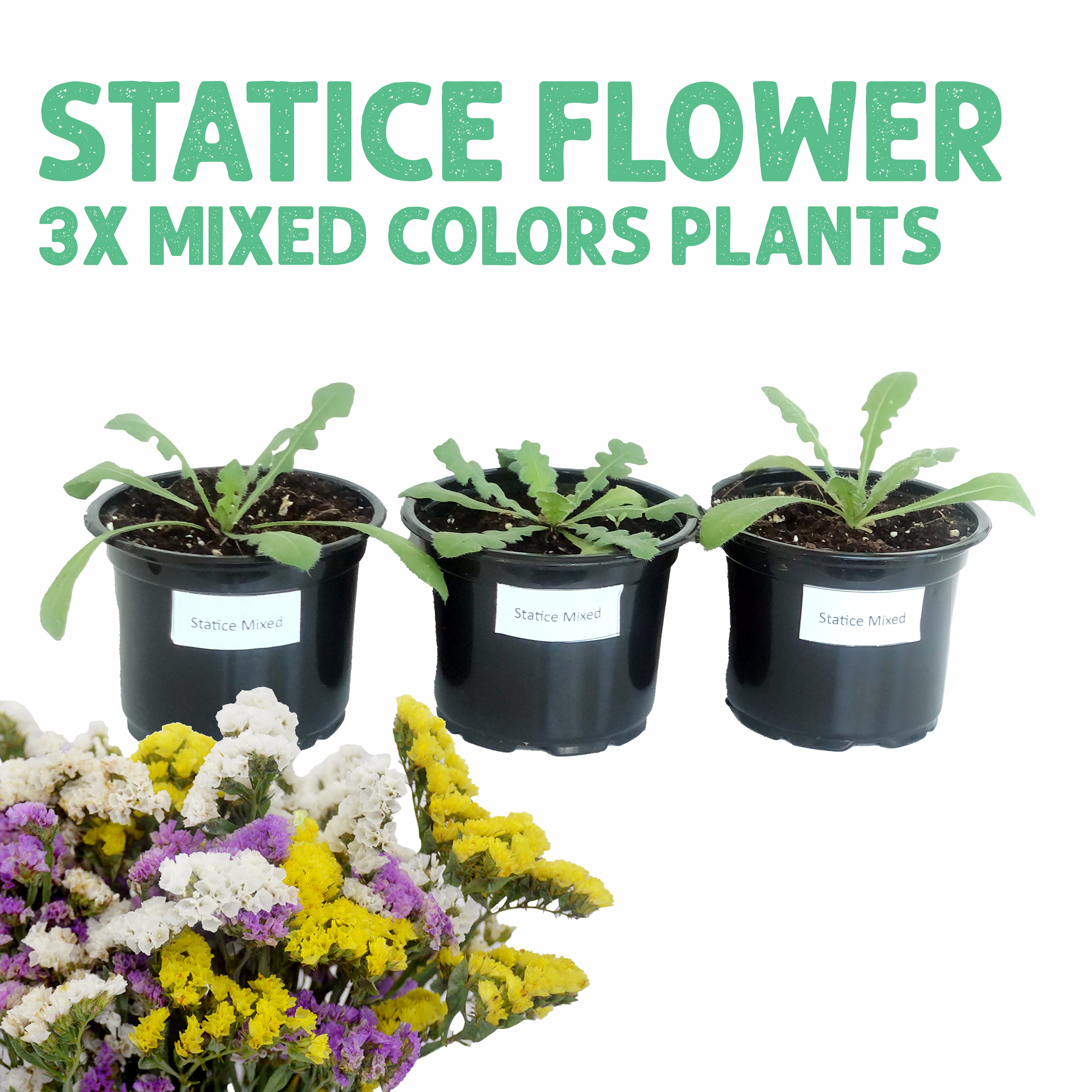 Statice Flower Mix Plants x3