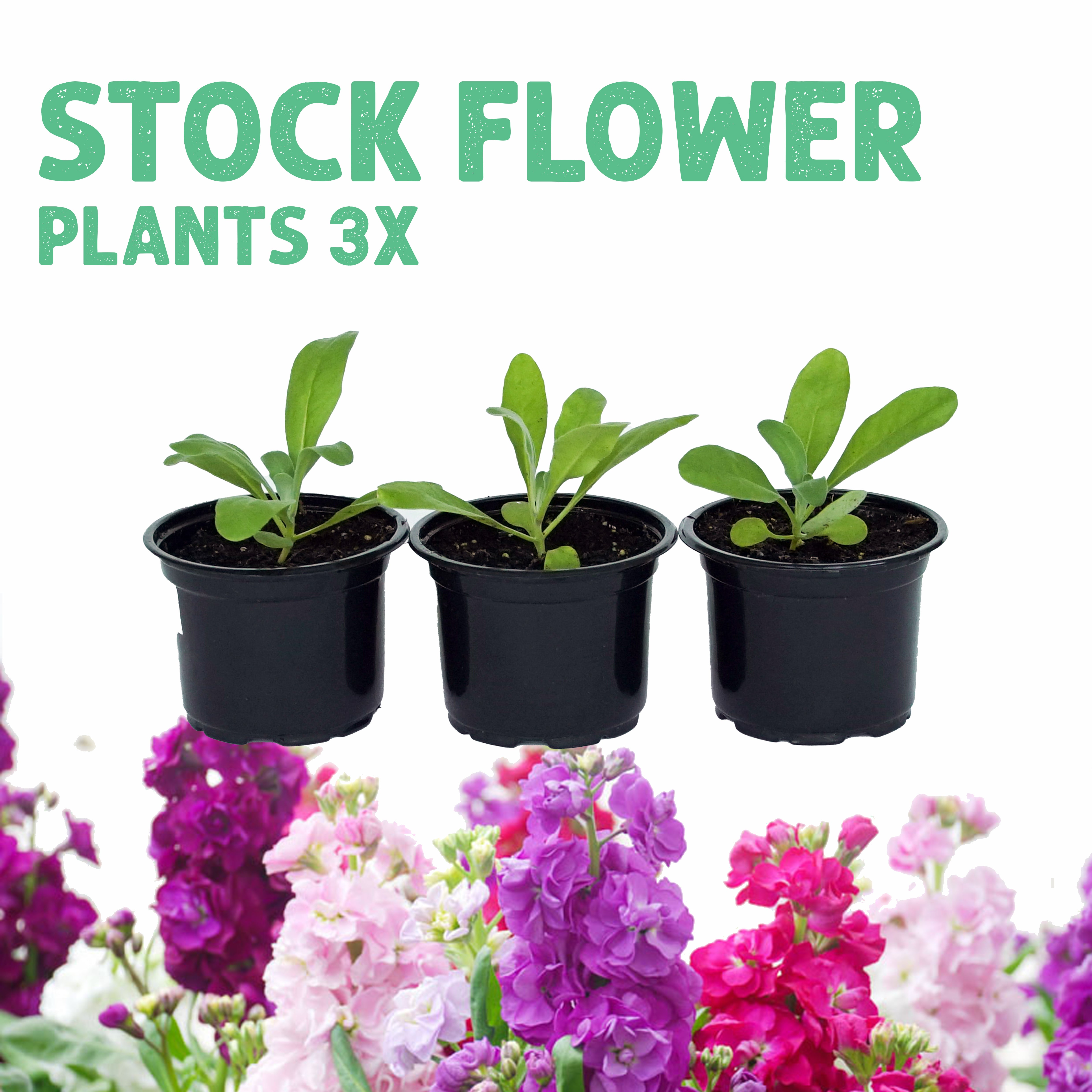 Stock Flower Plants 3x