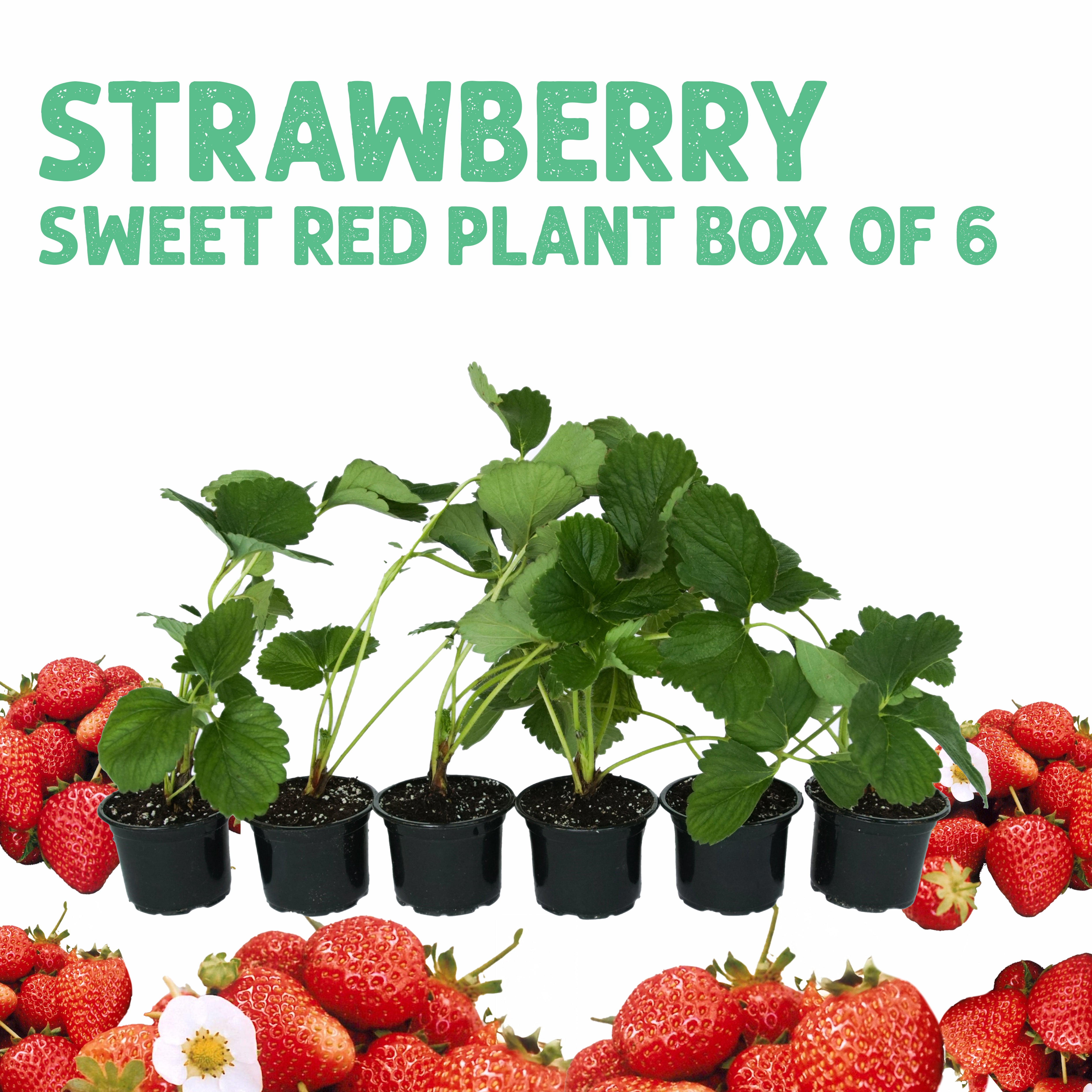 Strawberry Box 6 Plants