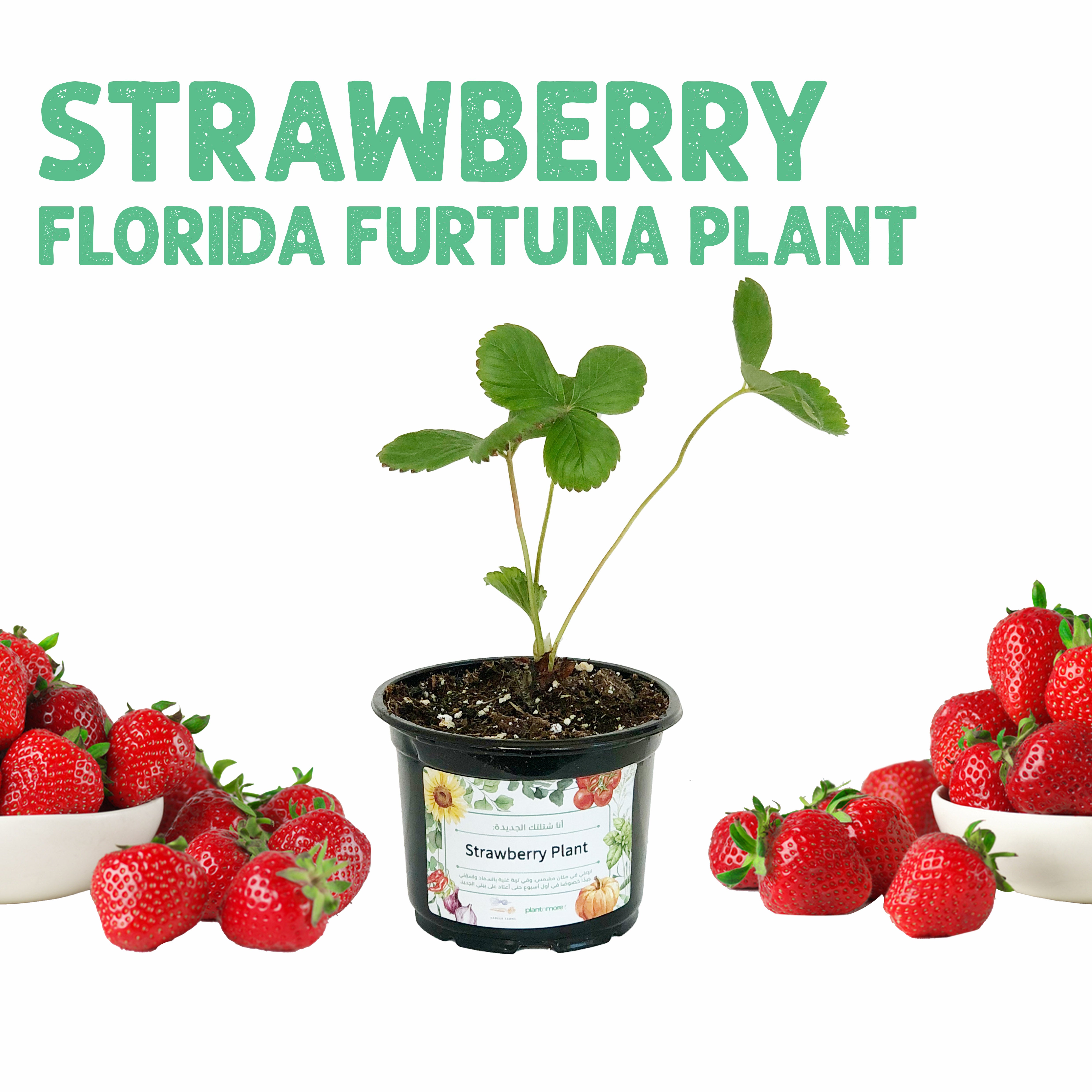 Sweet Red Strawberry Plant 1x