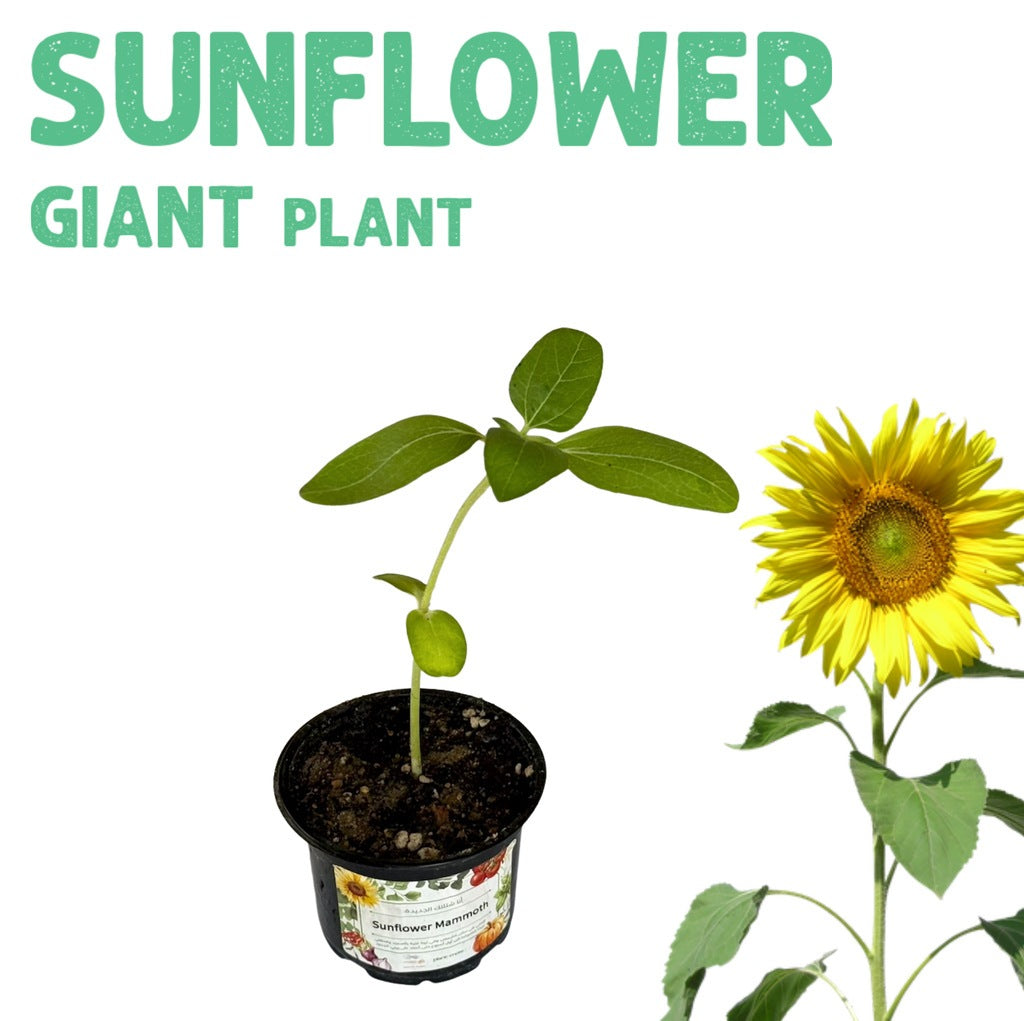 Sunflower Giant Plant
