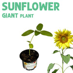 Sunflower Giant Plant