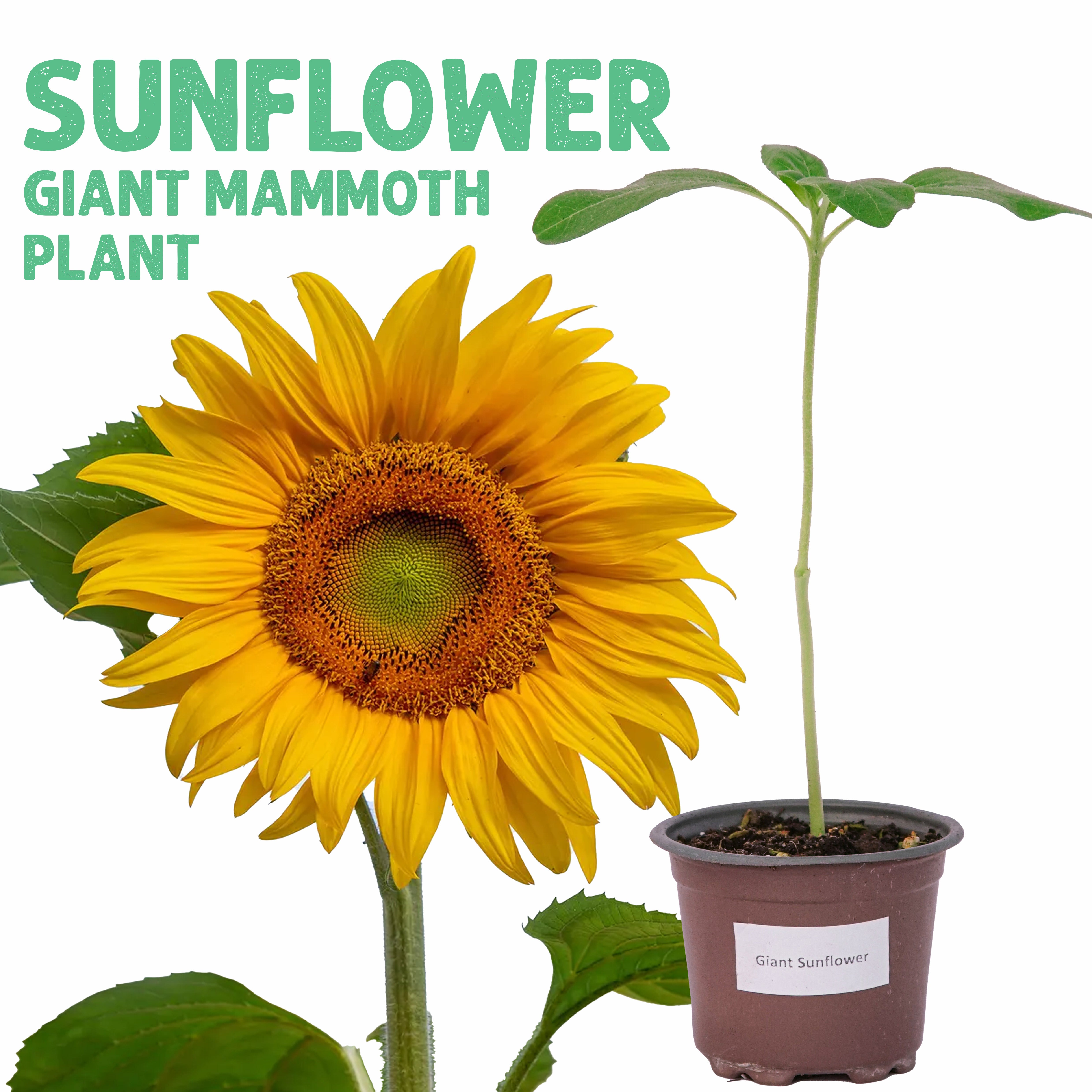 شتلة دوار الشمس العملاق