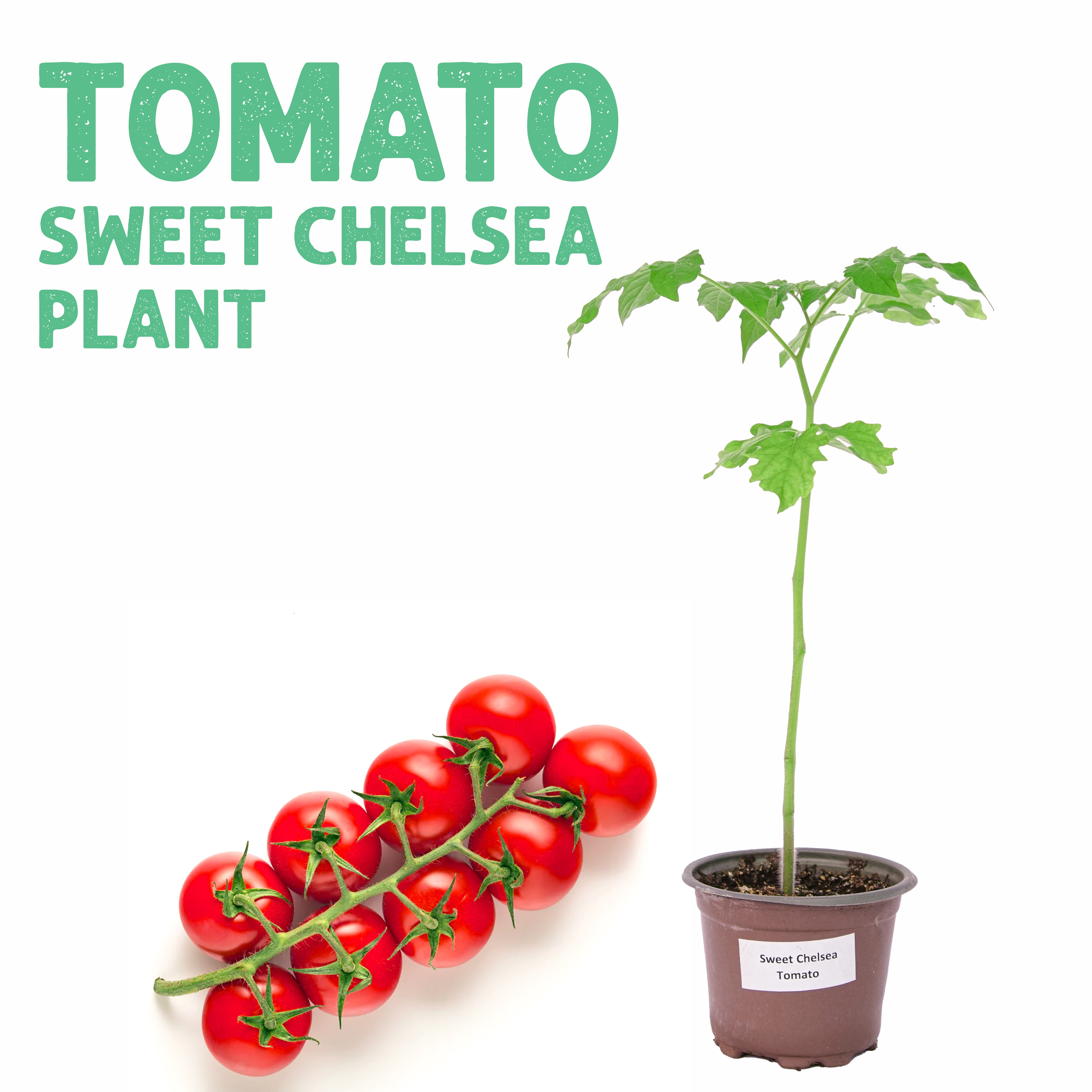 Tomato Sweet Chelsea Plant