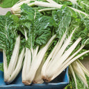 Swiss Chard Large White Ribbed