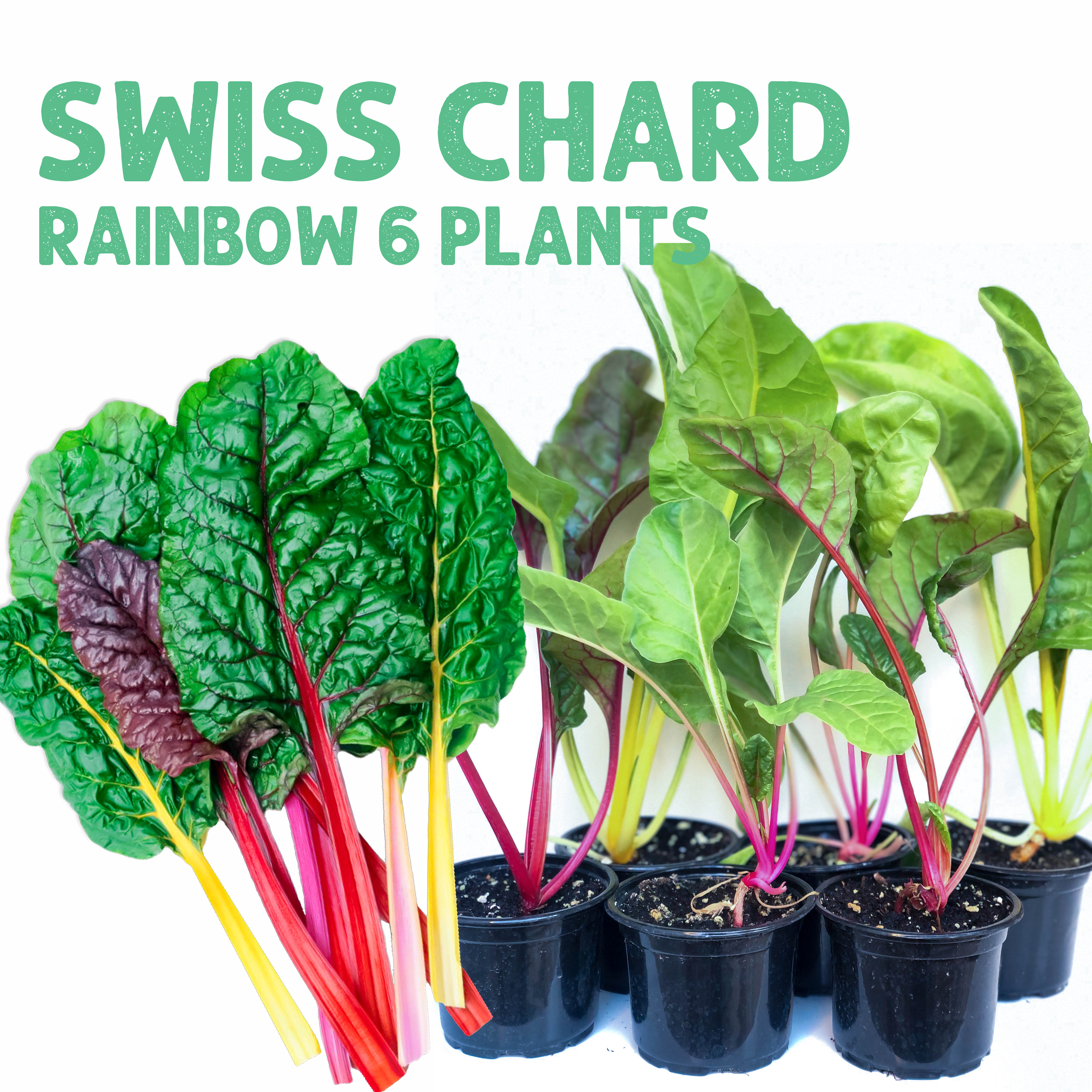 تشكيلة سلق قوس قزح – ٦ شتلات
