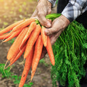 Carrot Tendersweet