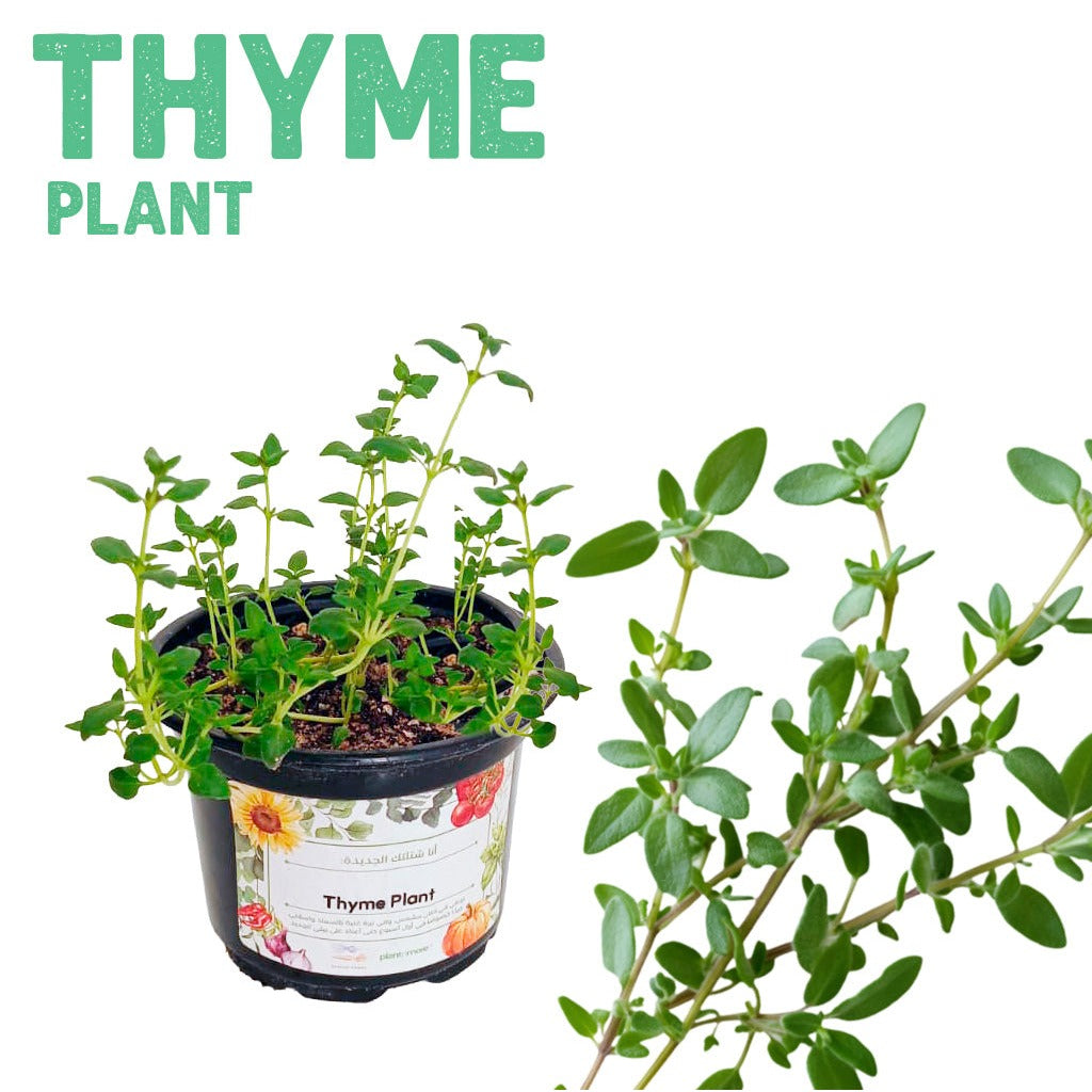 Thyme Plant