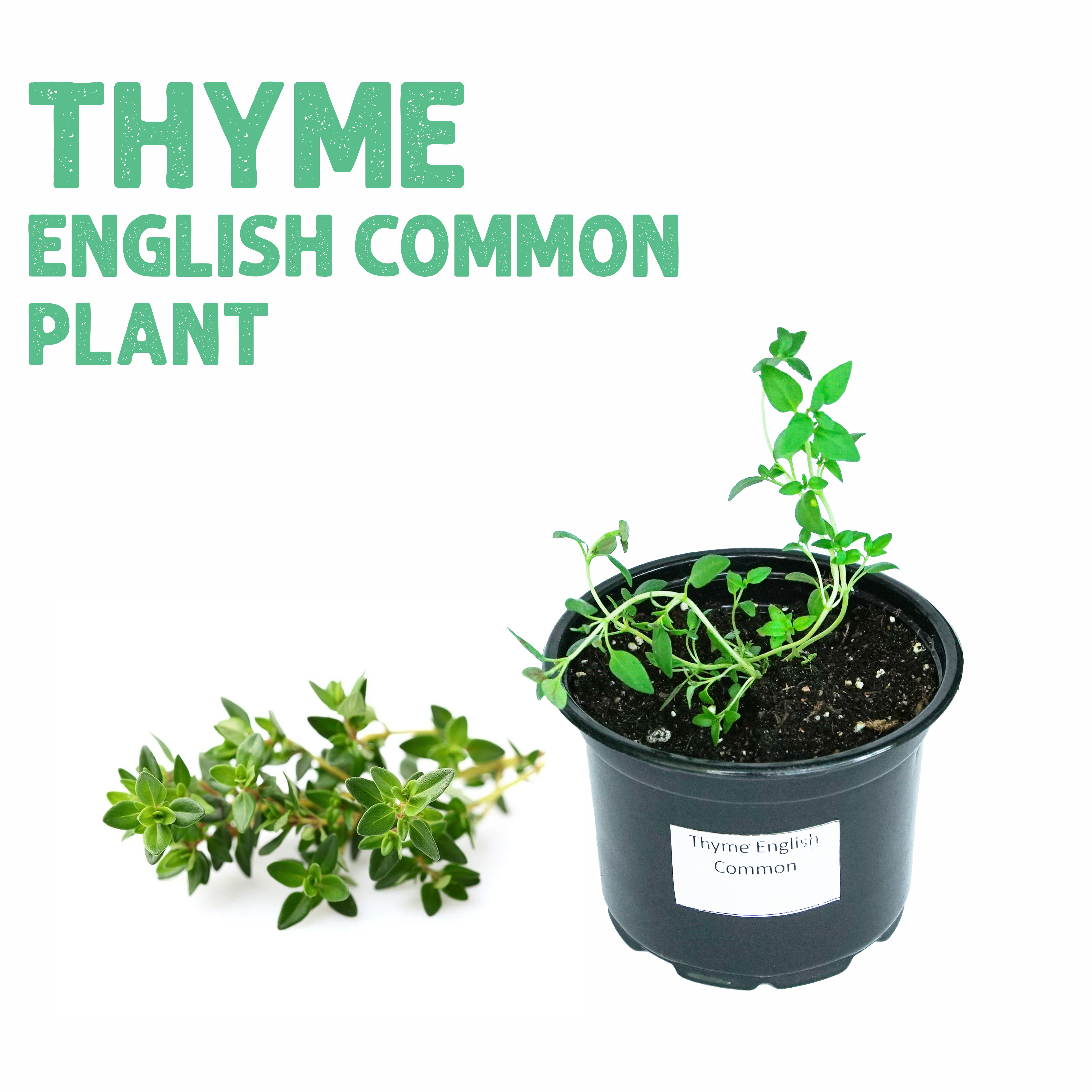 Thyme Plant