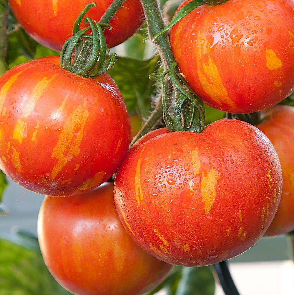 Tomato Tigerella