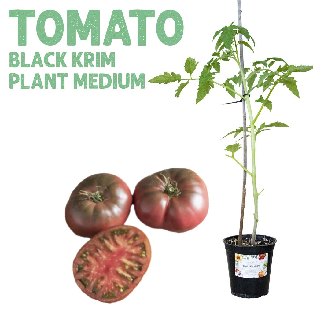 Tomato Black Krim Plant — Medium pot