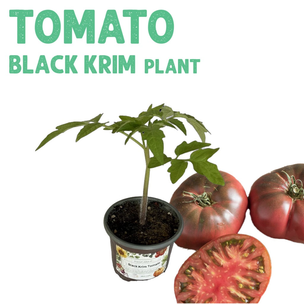 Tomato Black Krim Plant