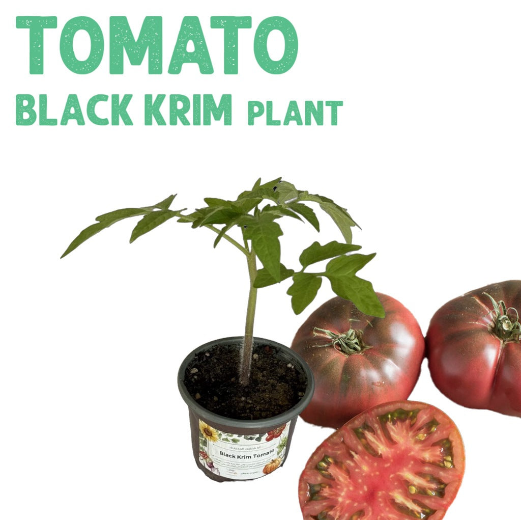 Tomato Black Krim Plant