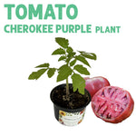 Cherokee Purple Tomato Plant