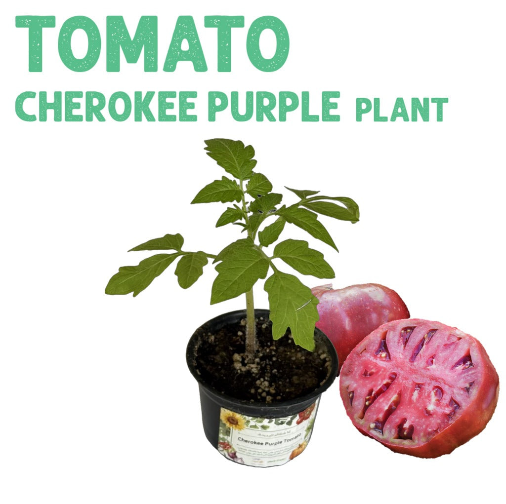 Cherokee Purple Tomato Plant