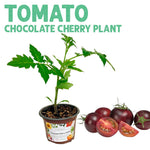 Tomato Chocolate Cherry Plant
