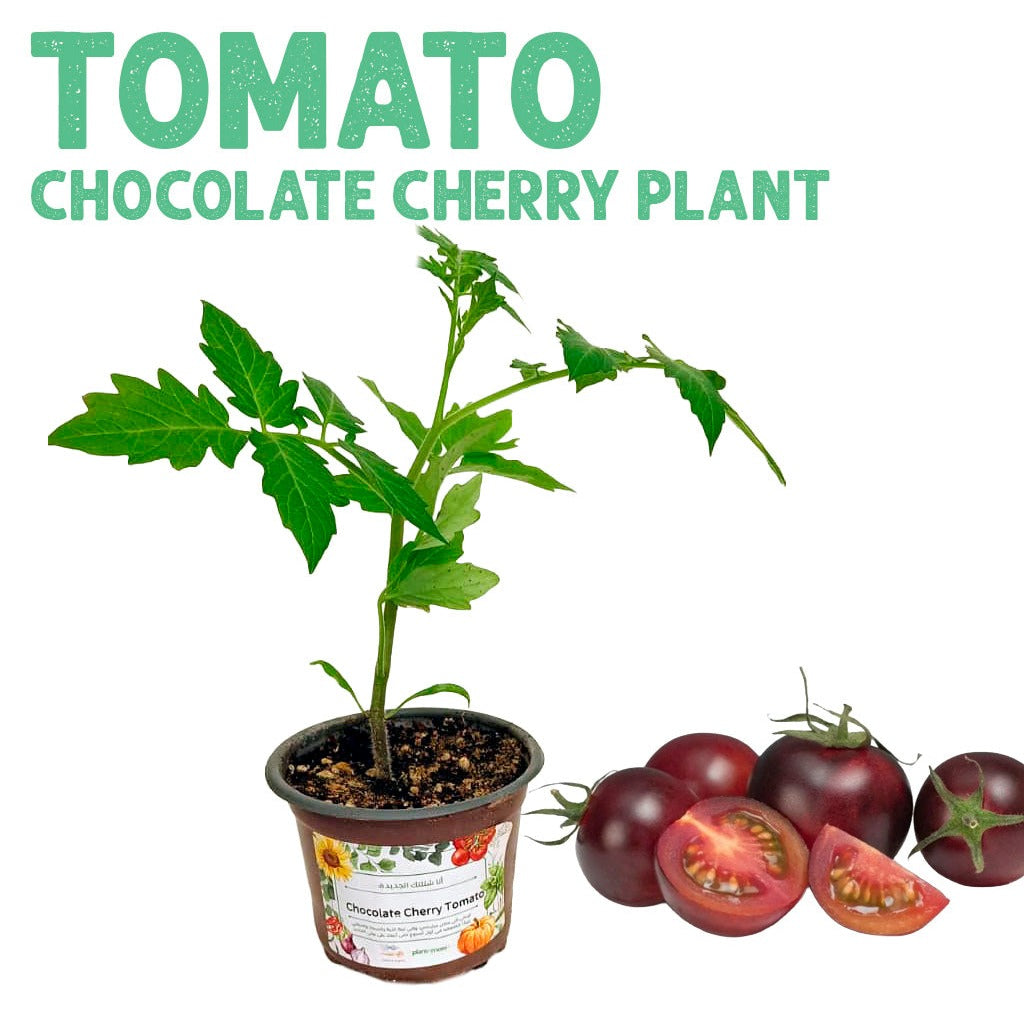 Tomato Chocolate Cherry Plant