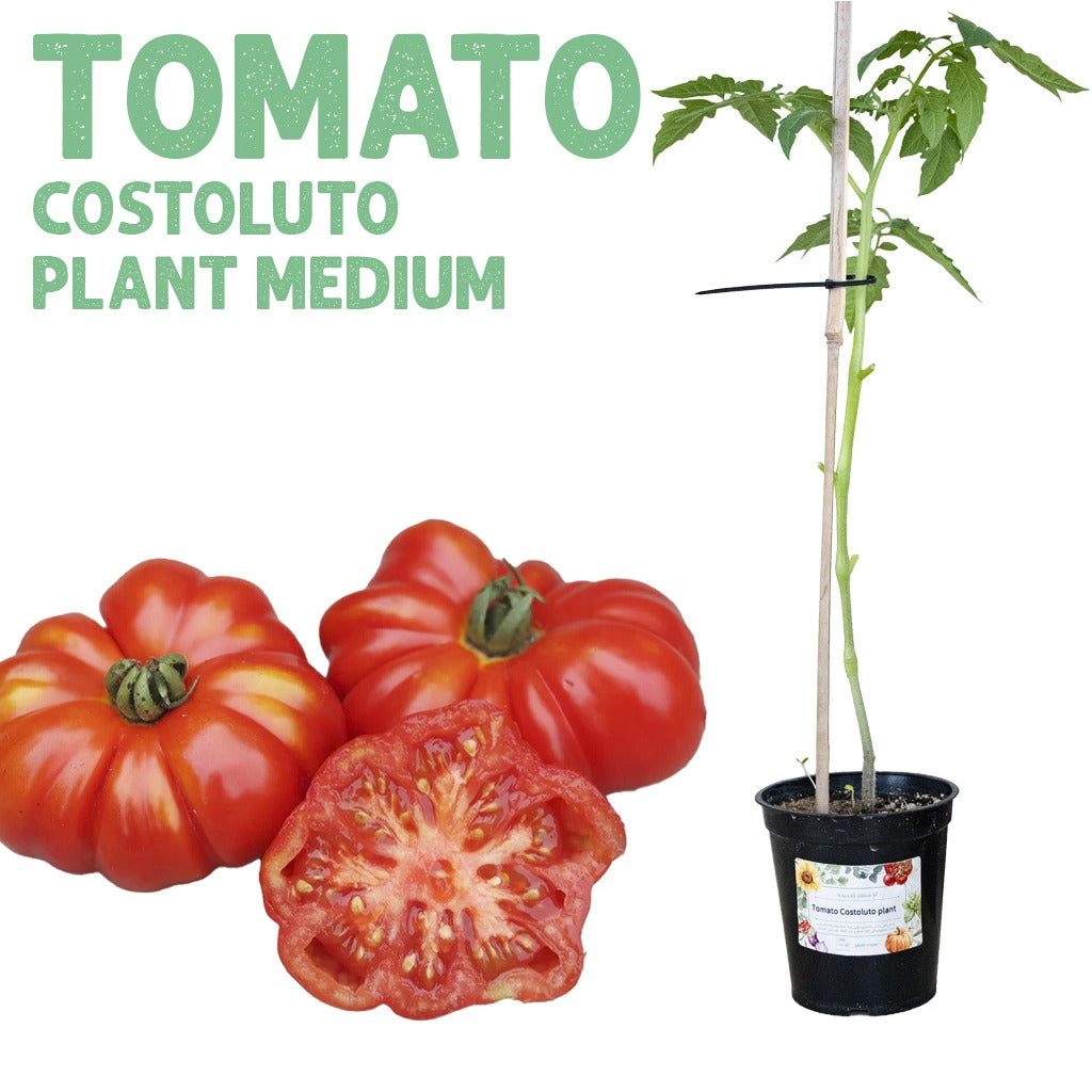 Tomato Costoluto Plant — Medium pot