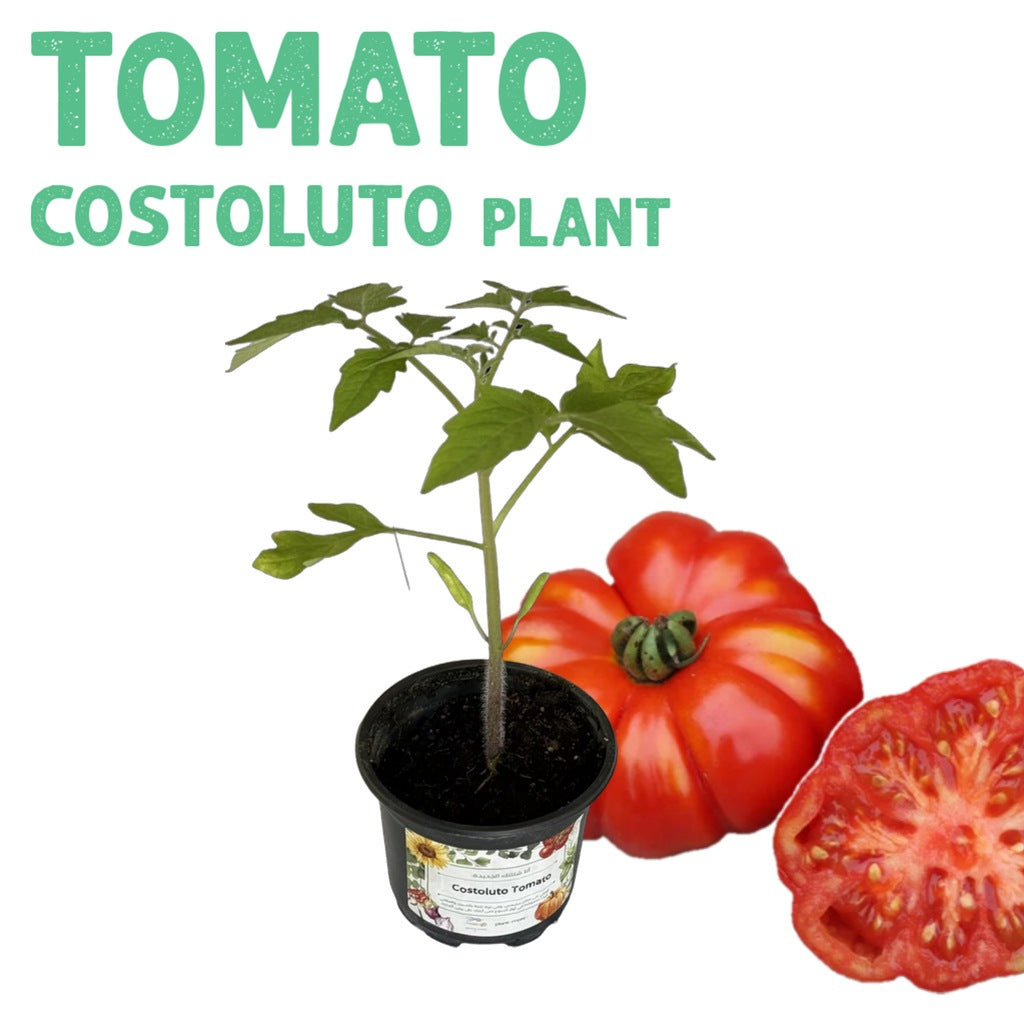 Tomato Costoluto Plant