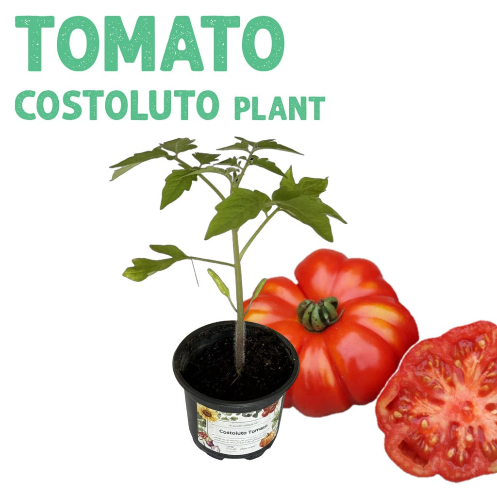Tomato Costoluto Plant