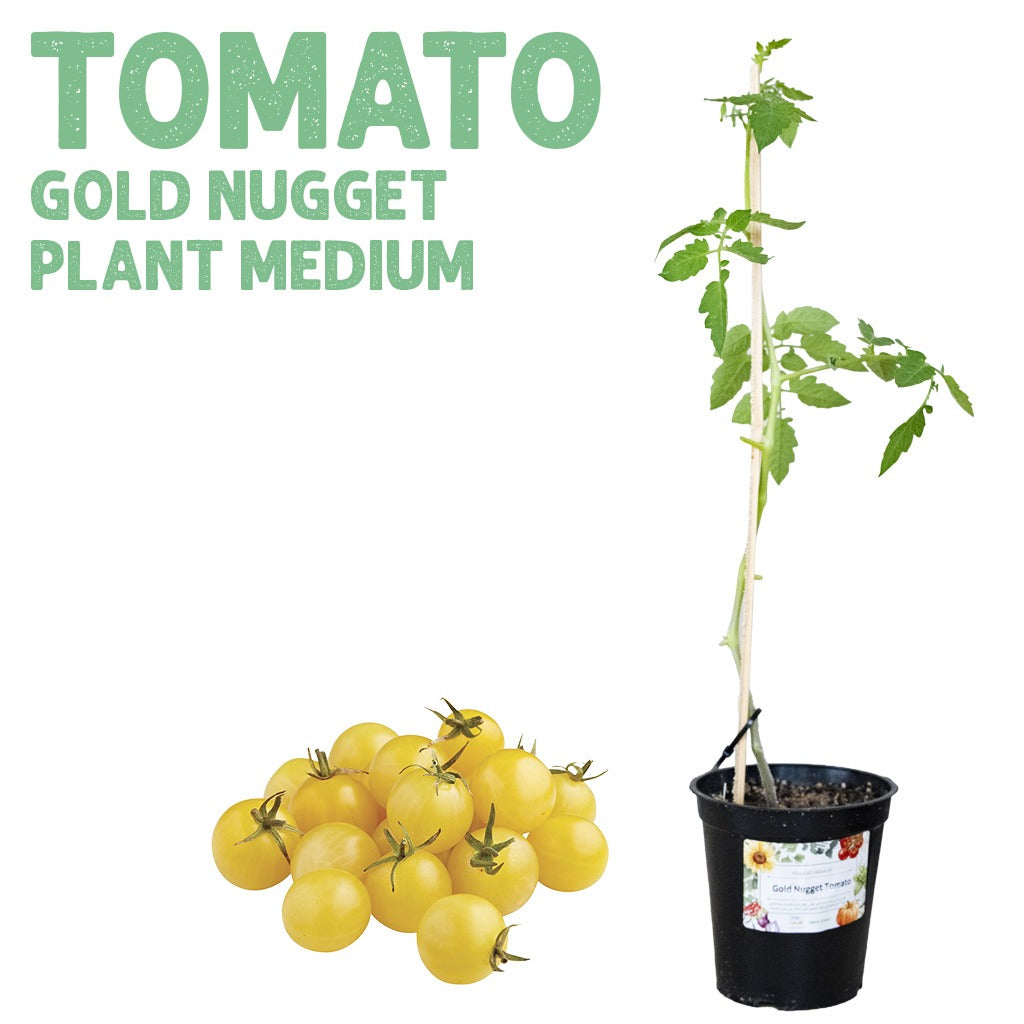 Tomato Golden Nugget Plant — Medium pot