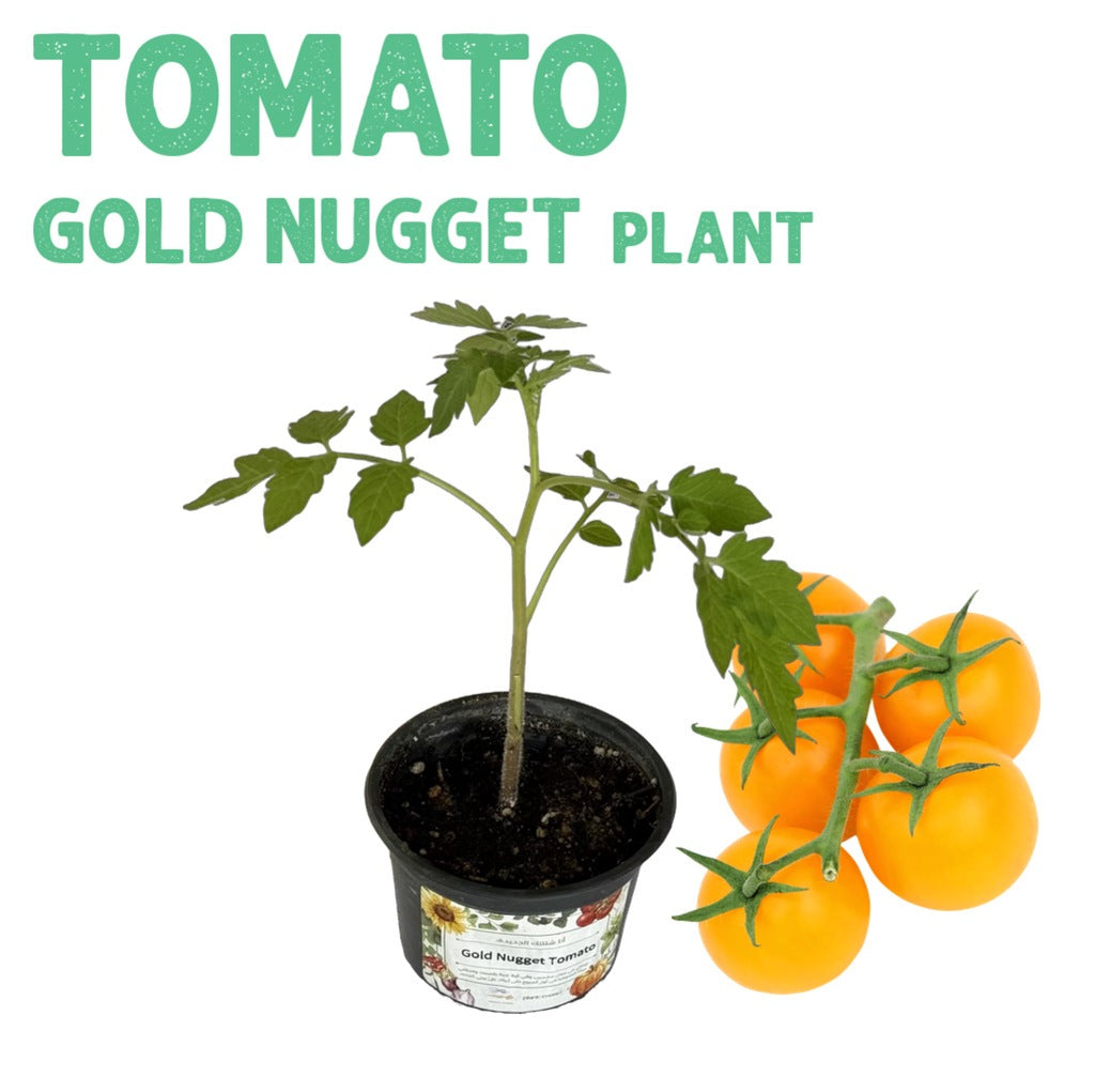 Tomato Golden Nugget Plant