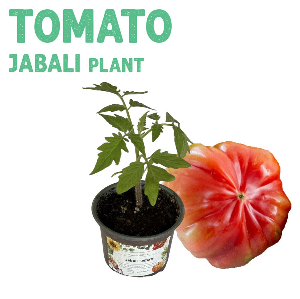 Tomato Lebanese Jabali Plant