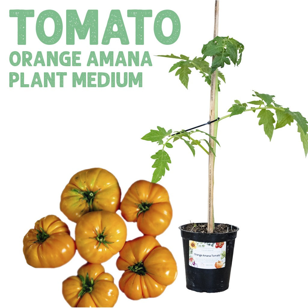 Tomato Amana Orange Plant — Medium pot