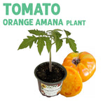 Tomato Amana Orange Plant