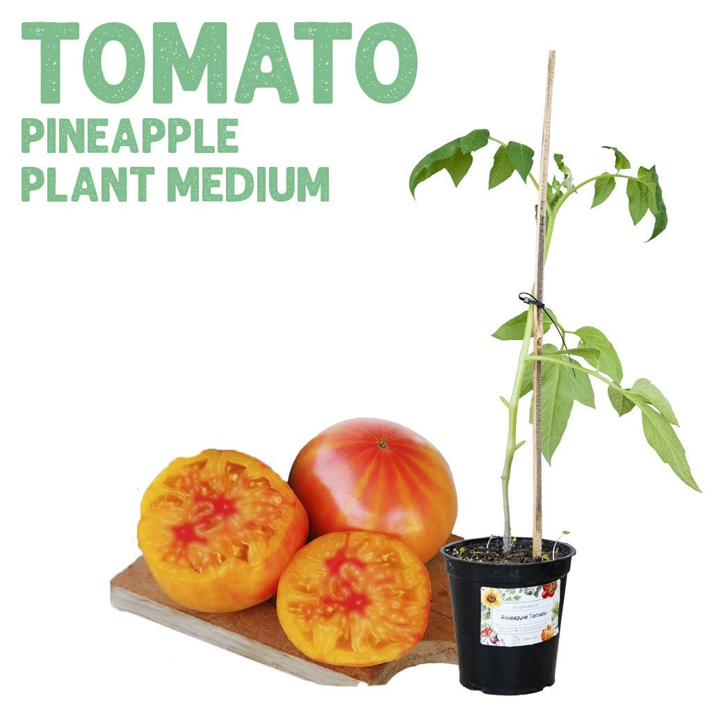Tomato Pineapple Plant — Medium pot
