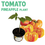 Tomato Pineapple Plant