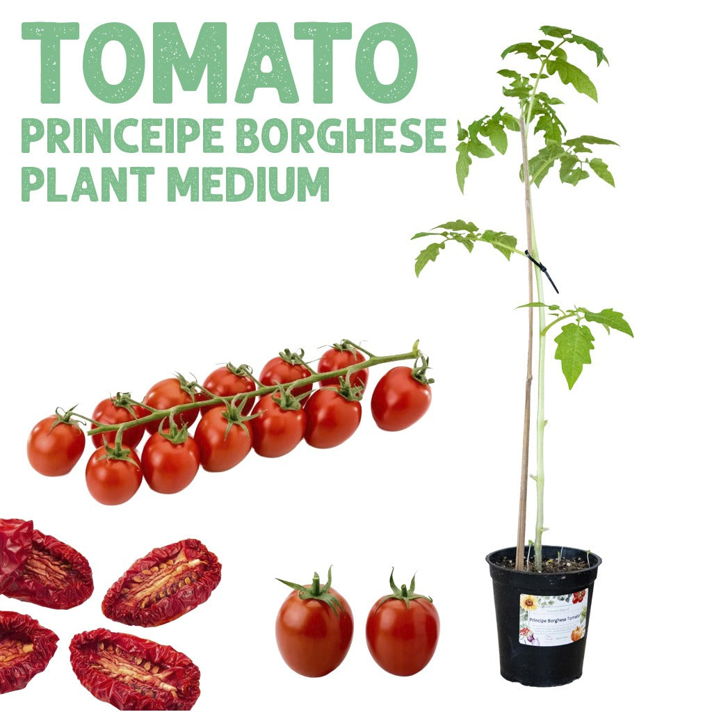 Tomato Principe Borghese Plant — Medium pot