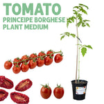 Tomato Principe Borghese Plant — Medium pot