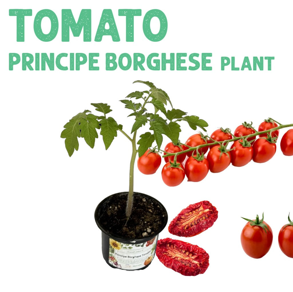 Tomato Principe Borghese Plant